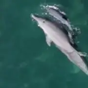 Hyatt Ziva Cancún faces backlash for keeping dolphins in shallow former pool