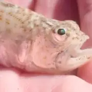 Venomous weever fish with 'excruciating' sting warning for UK beachgoers during heatwave