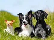 Vet warns Cockapoo owners of obesity and hip dysplasia risks