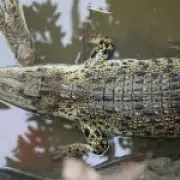 Zoo Owners Recount Saving Boy, 3, from Crocodile Attack